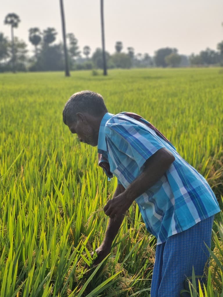 Farmer working in field