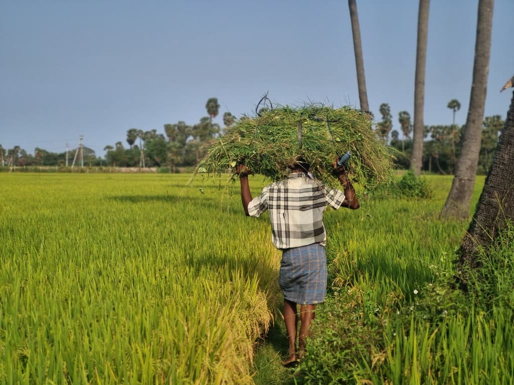 Farmers carrying harvest