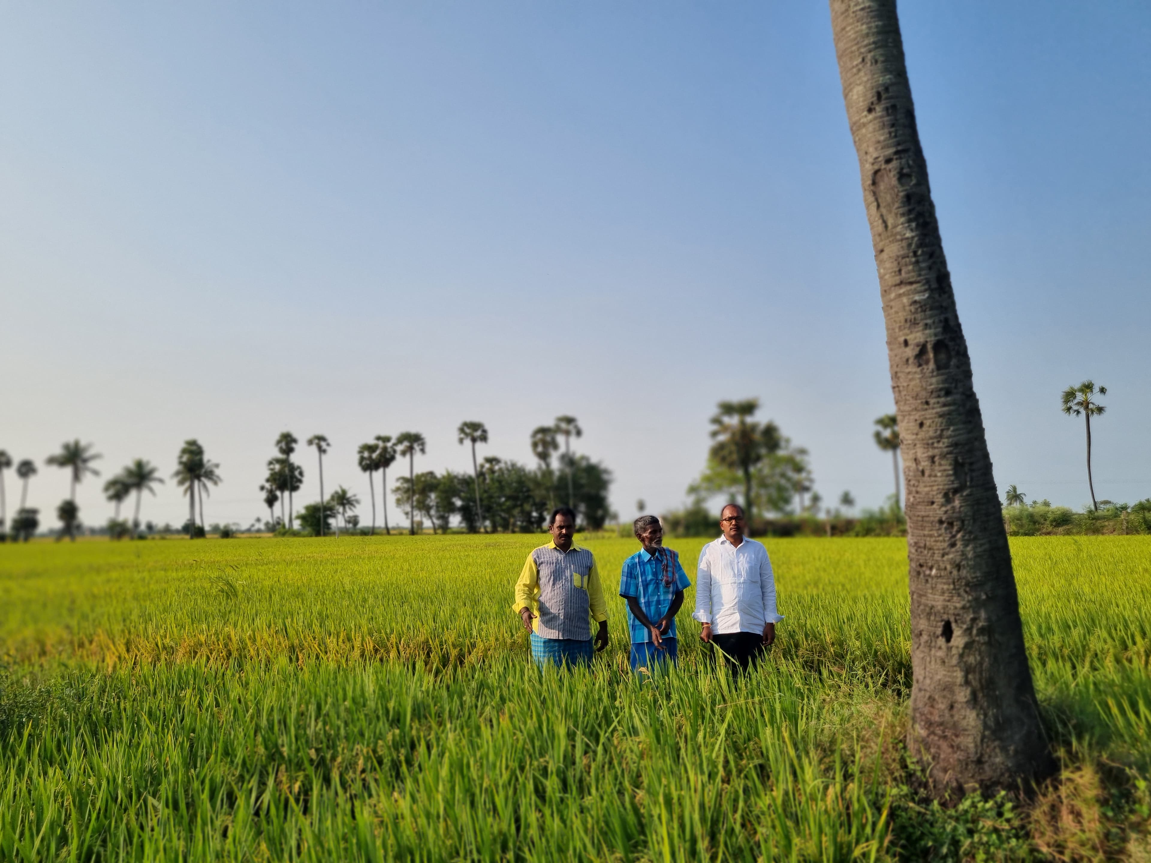 Rice fields in India