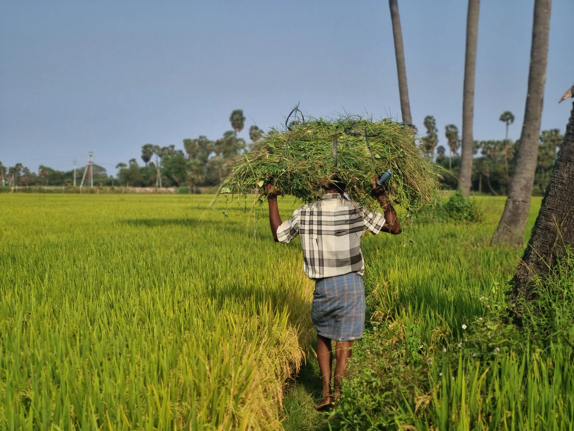 Farmer in field